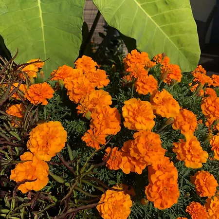 펜션 A Casa Da Minha Mae 폴 두 마르