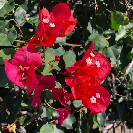 A Casa Da Minha Mae 펜션 *