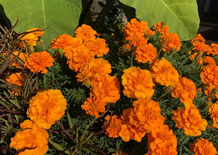 Сasa de vacaciones A Casa Da Minha Mae Paul do Mar (Madeira)