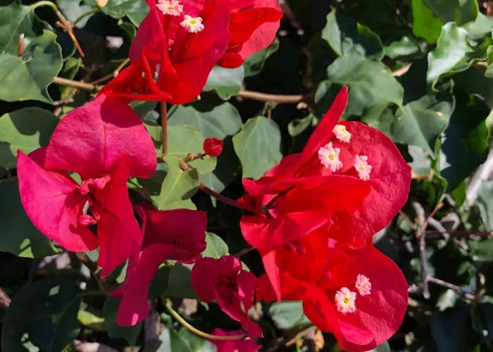 A Casa Da Minha Mae Prázdninový dům *